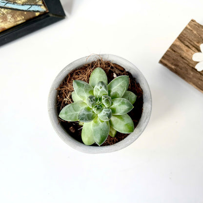 Cylindrical silicone mold for plant pots