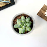 Cylindrical silicone mold for plant pots