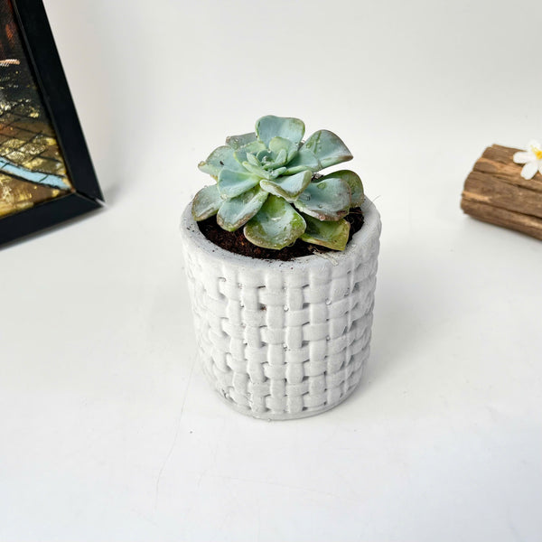 Plant Pot Silicone Mold with Embossed Pattern