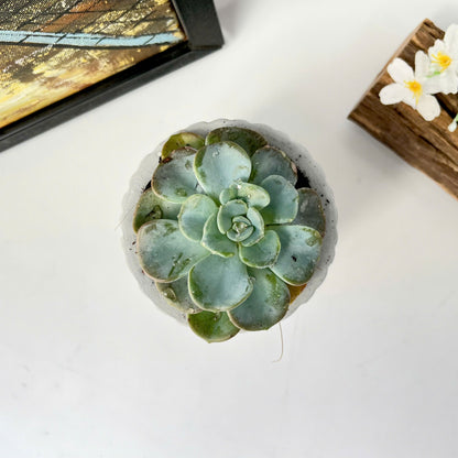 Plant Pot Silicone Mold with Embossed Pattern